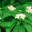 Cornus alternifolia.png